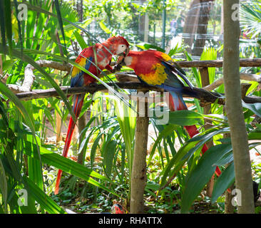 Pair of Scarlet macaws sharing food, Yucatan, Mexico Stock Photo