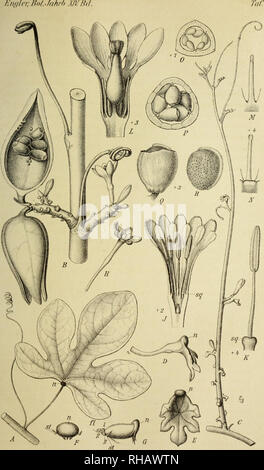 . Botanische JahrbuÌcher fuÌr Systematik, Pflanzengeschichte und Pflanzengeographie. Botany; Plantengeografie; Paleobotanie; Taxonomie; Pflanzen. AHcnia }'cjK'nala For.sk. Suhweirifuith vX Pohl/id nal.dol, V'tMi&gt;iM v Vjl!i.lÃ¹i()('liiiann â¢ â litli.Anst.Julius Klinkliariit, Leip/iy.. Please note that these images are extracted from scanned page images that may have been digitally enhanced for readability - coloration and appearance of these illustrations may not perfectly resemble the original work.. Engler, Adolf, 1844-1930. Stuttgart : Schweizerbart Stock Photo