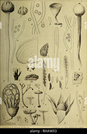 . Botanische JahrbuÌcher fuÌr Systematik, Pflanzengeschichte und Pflanzengeographie. Botany; Plantengeografie; Paleobotanie; Taxonomie; Pflanzen. Kn-ler, liol. jajirb. XIV. Bd. ral. VI.. VtMâ¢lâ l^^ von Wilh. Kngelmann in Leipzig.. Please note that these images are extracted from scanned page images that may have been digitally enhanced for readability - coloration and appearance of these illustrations may not perfectly resemble the original work.. Engler, Adolf, 1844-1930. Stuttgart : Schweizerbart Stock Photo