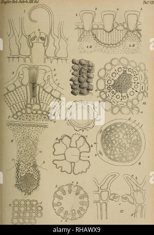 . Botanische JahrbuÌcher fuÌr Systematik, Pflanzengeschichte und Pflanzengeographie. Botany; Plantengeografie; Paleobotanie; Taxonomie; Pflanzen. â â¢Gilg-,ad sicc. del. Verlag vWilh.Engelmann,Leipzig, LitLAnst.Jul 1U3 Kliriklia.rdt, Lsipzij. Please note that these images are extracted from scanned page images that may have been digitally enhanced for readability - coloration and appearance of these illustrations may not perfectly resemble the original work.. Engler, Adolf, 1844-1930. Stuttgart : Schweizerbart Stock Photo