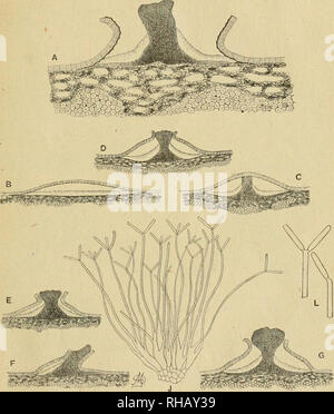 . Botanikai kzlemnyek. Plants; Plants -- Hungary. MYKOLOGIAI KÖZLEMÉNYEK 45 Conostroma didymum (Fautr. et Roum.) Moesz Syn. Dendrophomá didyma Fautr. et Roum. in Rev. Mycol. 1892. p. 9 et C. Roumeguére: Fungi sel. exs. No. 5982. ('harcid, generis. Maculis nullis; stromatibus sjiarsis, 430—71öy(lé0—430 fi; conidiis bacillariformibus, rectis,. 1. kép. Conostroma didymum (Fautr. et Roum) Moesz. eguttulatis, 4 5—9^1—^^ A* (plerumque 6—7 ju longis) ; conidiophoris 23—50 /u longis, 1—15 ju lat is. Bab. in ramis emortuis juvenilibus Quercus roboris. Prope Sükös d, Hungáriáé. Leg. F. Grr ei n i c h. A Stock Photo