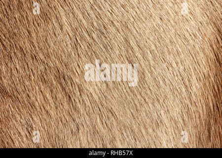 Reindeer fur background texture. Natural material pattern. Stock Photo