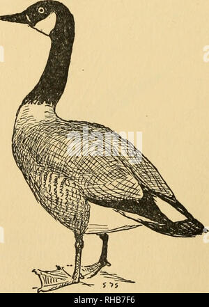 canada goose patch 50