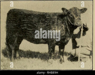 . The book of live stock champions. Livestock. THE BOOK OF LIVE STOCK CHAMPIONS. 345 Page. Dairy Cattle—Missouri 285 Dairymaid of Pine-hurst—Guernsey Cow. .304 Daisy Grace De Kol—Holstein Cow 325. ELIZABETH—A SENIOR GALLOWAY HEIFER CALF AND JUNIOR AND GRAND CHAMPION AT THE ILLINOIS STATE FAIR. At &lt;this great Fair only two herds of Galloways were shown, and. both were from. Iowa. Bales &amp; Son. of Stockport, Iowa, exhibited ELIZABETH. Dale's Viscount—Shorthorn Bull 12S Dandy Jim, 2d—.Saddle Stallion 104 Dan Patch—Champion Pacer, 219 and... 321 Dan Patch—Shir© Horse 16S Dan—Stock Yards &quo Stock Photo