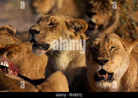A pride of Lions feed on the carcass of a buffalo in Chobe National Park, Botswana, Africa Stock Photo
