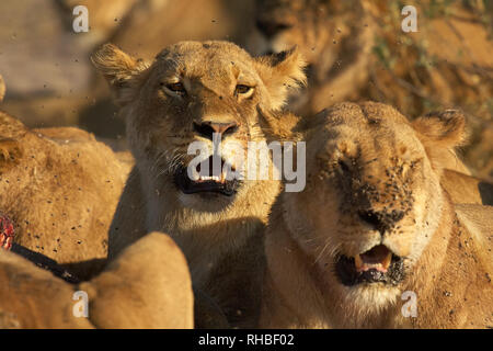 A pride of Lions feed on the carcass of a buffalo in Chobe National Park, Botswana, Africa Stock Photo