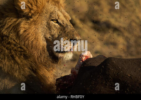 A pride of Lions feed on the carcass of a buffalo in Chobe National Park, Botswana, Africa Stock Photo
