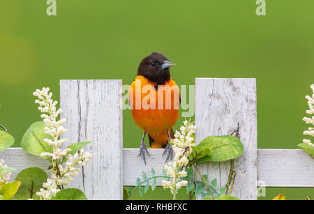 Male Baltimore oriole perched on a backyard fence in northern Wisconsin. Stock Photo