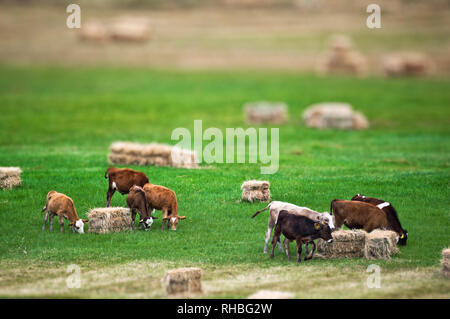 Group of cows in a meadow, tilt shift moody effect photo Stock Photo ...