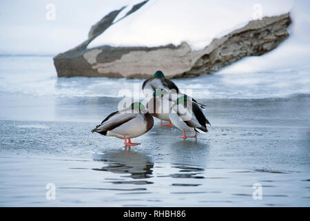 Three male mallard ducks sleeping while standing on ice in winter. Stock Photo
