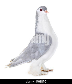 Lahore pigeon in front of white background Stock Photo