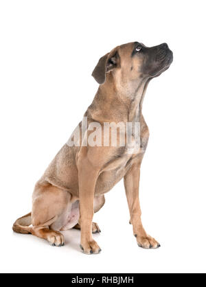 young cane corso in front of white background Stock Photo