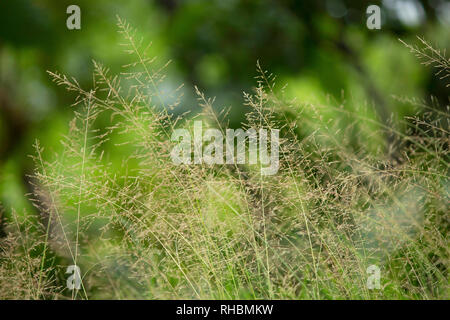 Blades of grass with green background, Maharashtra, India Stock Photo