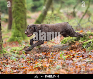 cocker spaniel running through woods Stock Photo