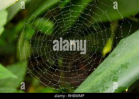 Spider with web orb against green background, Maharashtra, India Stock Photo