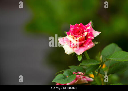 Red and white rose flower, Pune, Maharashtra, India Stock Photo