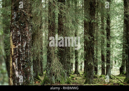 pine tree forest Stock Photo