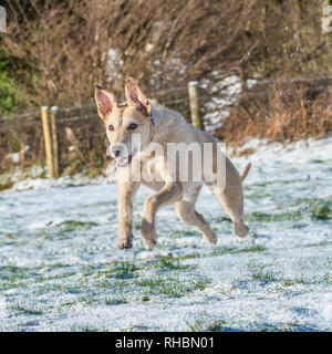 lurcher in snow Stock Photo