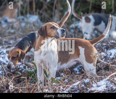 english foxhounds in snow Stock Photo - Alamy