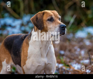 english foxhounds in snow Stock Photo - Alamy