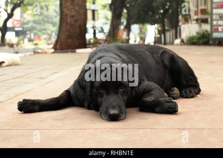 Black Retriever dog sitting on footpath, Pune, Maharashtra Stock Photo