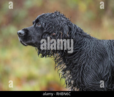 wet black spaniel dog Stock Photo