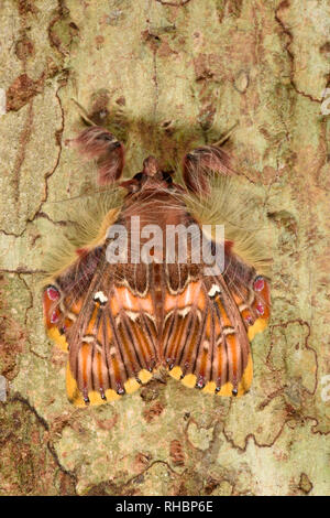 Walker's Moth (Sosxetra grata) adult male at rest on tree trunk ...