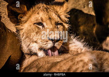 a close  up portrait shot of a baby lion cub having a wash whilst relaxing in the sun Stock Photo