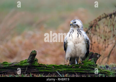 Common buzzard, bird of prey Stock Photo