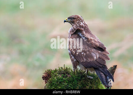 Common buzzard, bird of prey Stock Photo