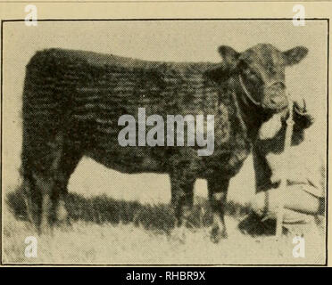 . The book of live stock champions, being an artistic souvenir supplement of the monthly National Farmer and Stock Grower. Livestock. THE BOOK OP LIVE STOCK CHAMPIONS. 345 Page. Dairy Cattle—Missouri 285 Dairymaid of Pinehurst—Guernsey Cow. .304 Daisy Grace De Kol—Holstein Cow 325. ELIZABETH—A SENIOR GALLOWAY HEIFER CALF AND .JUNIOR AND GRAND CHAMPION AT THE ILLINOIS STATE FAIR. At this great Fair only two herds of Galloways were shown, and both  oro from Iowa. Bales &amp; Son. of Stockport, Iowa, exhiibited ELIZABETH. Dale's Viscount—^Shorthorn Bull U's Dandy Jim, 2d—'Saddle Stallion liil D Stock Photo