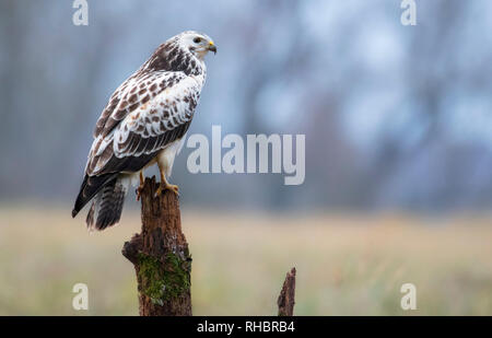 Common buzzard, bird of prey Stock Photo