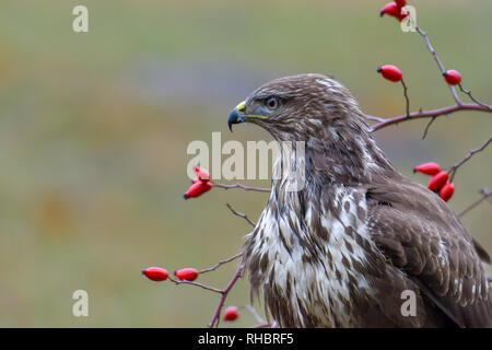 Common buzzard, bird of prey Stock Photo