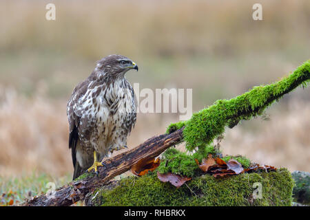 Common buzzard, bird of prey Stock Photo