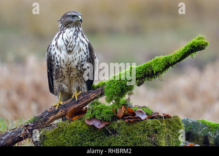 Common buzzard, bird of prey Stock Photo