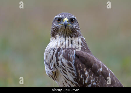 Common buzzard, bird of prey Stock Photo