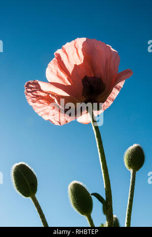 Seen from below an oriental poppy bloom with buds (Karine) against a bright blue sky on a hot summers day. Stock Photo