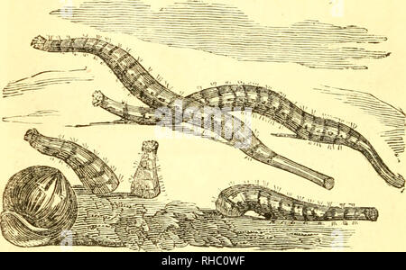 Arenicola-Bloodworm Fishing Bait - China arenicola and bloodworm price