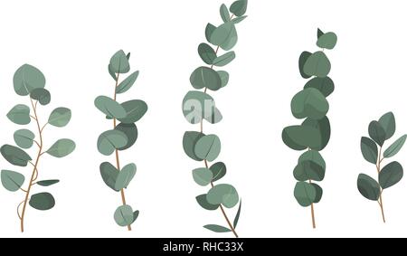 Set of eucalyptus branches isolated on white background. Stock Vector