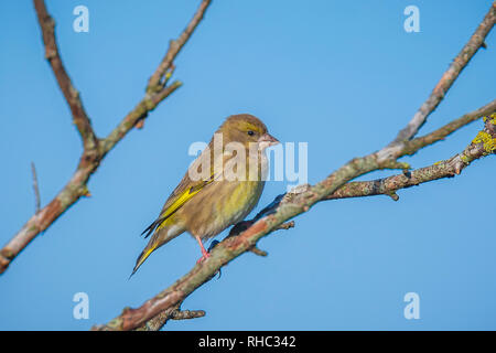 Female European greenfinch (Chloris chloris) bird perched on a branch. Clear blue sky background. Stock Photo
