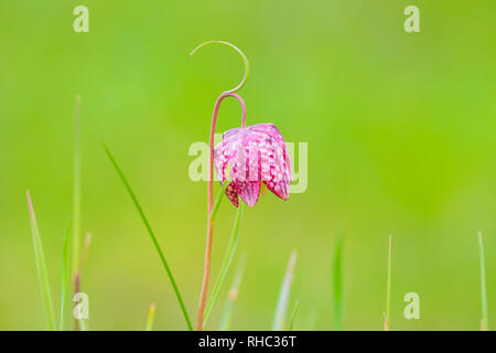 Close-up a pair of purple Fritillaria meleagris in a forest on a green meadow. at Springtime season. Stock Photo