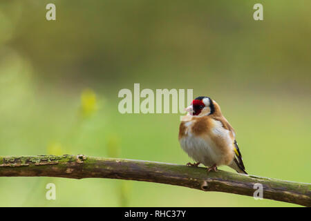 Portrait of a beautiful colored European goldfinch bird, Carduelis carduelis, perched in a tree. Stock Photo