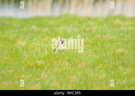 Male European green woodpeckers picus viridis foraging on a green meadow searching for insects in the grass. Stock Photo