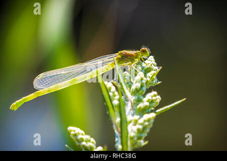 Closeup of a small red-eyed damselfly Erythromma viridulum just emerged from the nymph stage. A blue specie with red eyes. Stock Photo