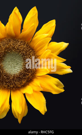 Single close-up yellow daisy sunflower on black dark colored backdrop Stock Photo