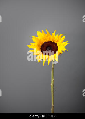 Single close-up yellow daisy sunflower on dark gray colored backdrop Stock Photo