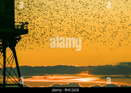 Blackpool, Lancashire, UK. 2nd February 2019.  The last waltz before bed for the tens of thousands of beautiful Starlings gracing the skies above Blackpool's north pier.  As the colder temperatures begin to take hold, more & more of these songbirds swarm to roost every evening under the iron stanchions looking to shelter from the biting cold.  Credit: Cernan Elias/Alamy Live News Stock Photo