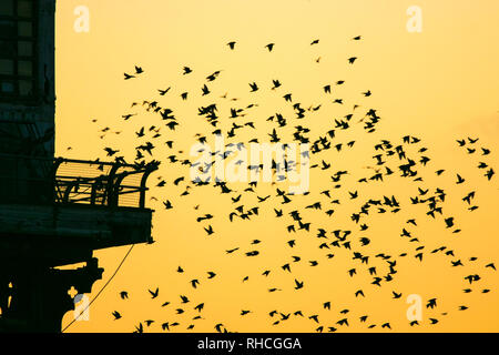 Blackpool, Lancashire, UK. 2nd February 2019.  The last waltz before bed for the tens of thousands of beautiful Starlings gracing the skies above Blackpool's north pier.  As the colder temperatures begin to take hold, more & more of these songbirds swarm to roost every evening under the iron stanchions looking to shelter from the biting cold.  Credit: Cernan Elias/Alamy Live News Stock Photo