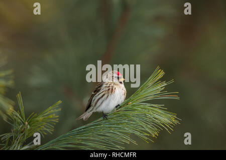 Female common redpoll perched on a white pine branch in northern Wisconsin. Stock Photo