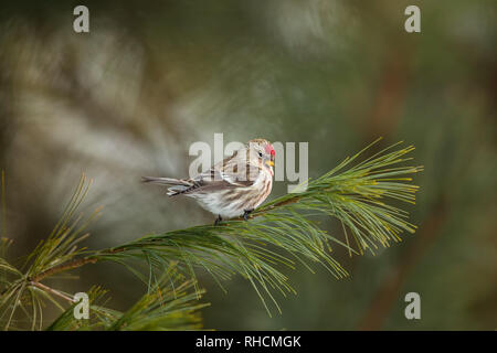 Male common redpoll perched on a white pine branch in northern Wisconsin. Stock Photo